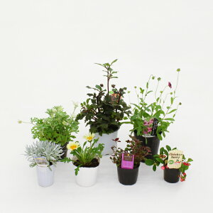 񂹐A c  ԕc / G߂̉ԕc7|bgZbg /^