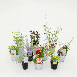 񂹐A c  ԕc / H̉ԕc10|bgZbg /^