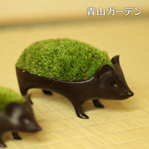 ねずみ 花の人気商品 通販 価格比較 価格 Com