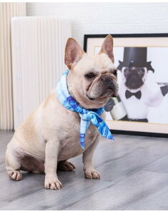 ẴybgpA[eBt@NgALƌ̕X̃XJ[tAMǂh߂ɊOoAN[^IA킢ƎpI (S,u[)