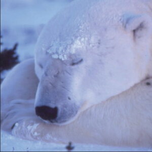 ~ GEA[g(ŉzi)/polarbeariVN}j/N}EF