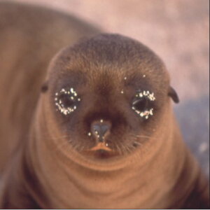 ~ GEA[g(ŉzi)/sealioniAVJj/