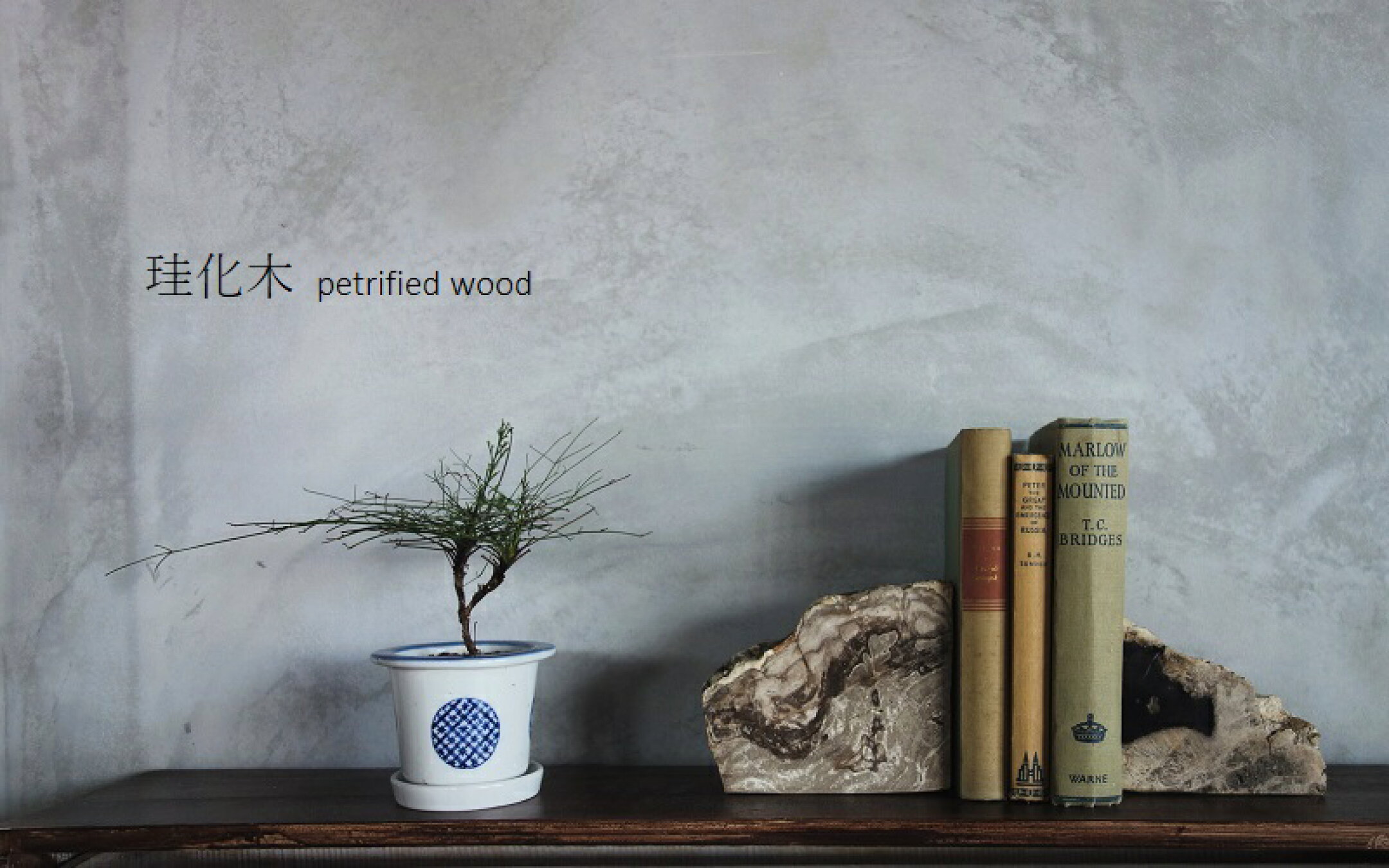 珪化木 ケイカボク  ペトリファイドウッド