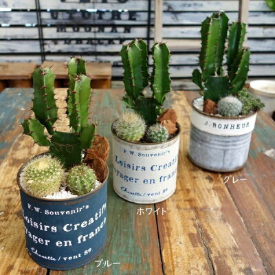 楽天市場 サボテン 寄せ植え メガネ ウッドチップ2個付 Apoa