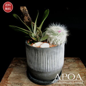 KXeA T{e2 񂹐A Cooooooooly 1 z