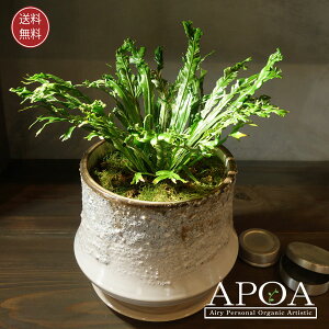 AXvjE j_X oGK[^ A ȔA   ϗtA