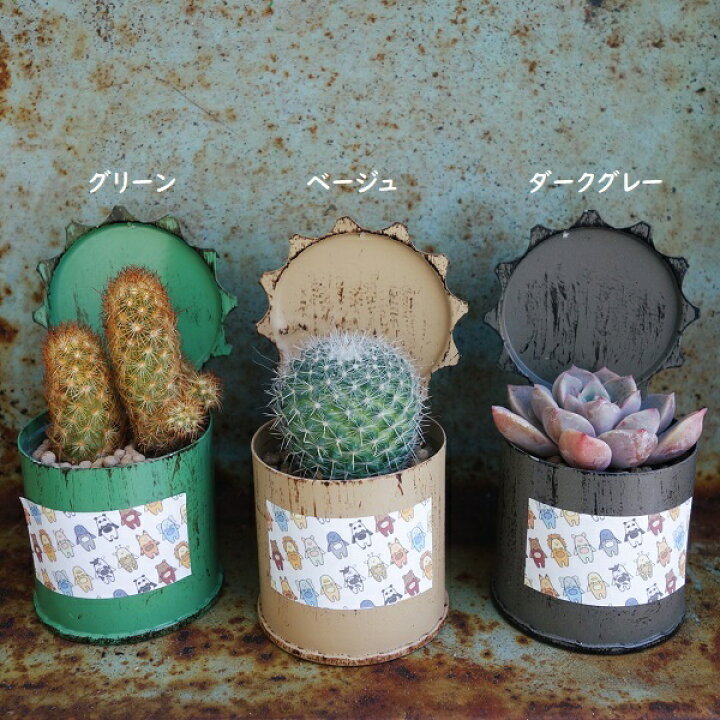 楽天市場】サボテン 多肉植物 寄せ植え ミニブリキポット 多肉植物 