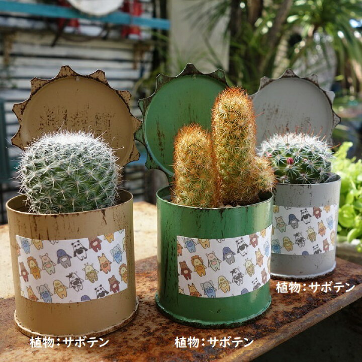 楽天市場】サボテン 多肉植物 寄せ植え ミニブリキポット 多肉植物 