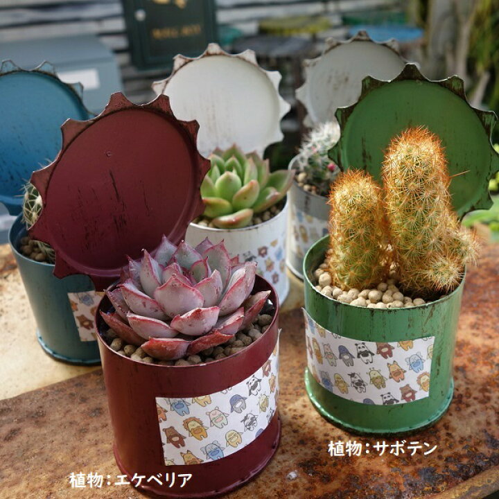 楽天市場】サボテン 多肉植物 寄せ植え ミニブリキポット 多肉植物 