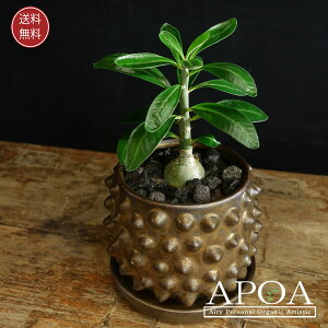 pL|fBE TL^ 򍪐A Ȋ񂹐A