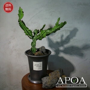 ユーフォルビア グランディアラータ 多肉植物 おしゃれな寄せ植え