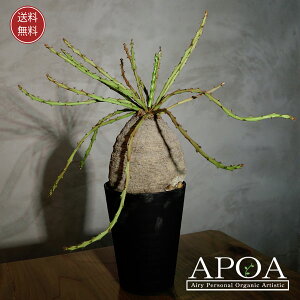 ユーフォルビア デシドゥア 多肉植物 おしゃれな寄せ植え