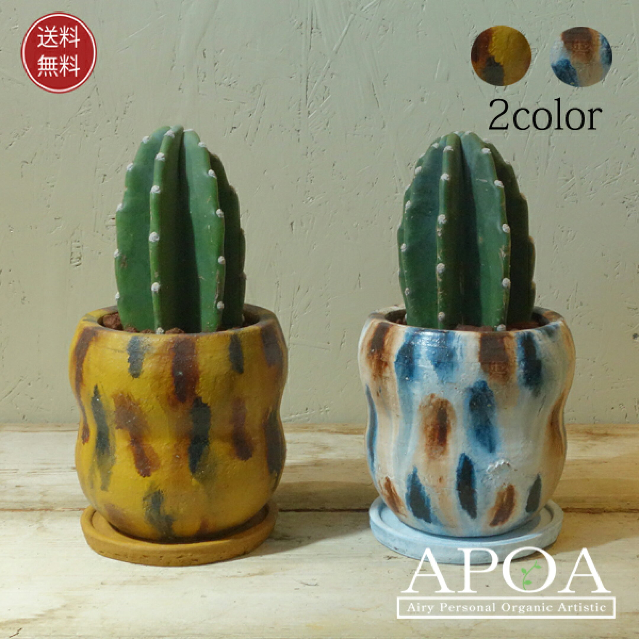 柱サボテン 鬼面角 鉢植え　さぼちゃん 