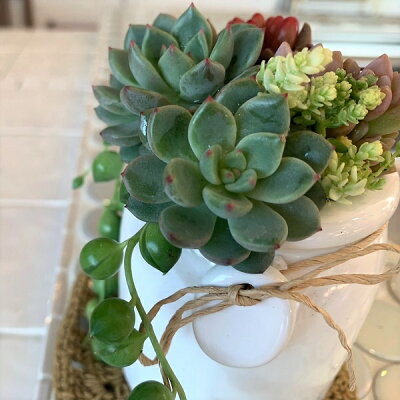 楽天市場 多肉植物 ミルクビン コンポート 大 鉢花 寄せ植え かわいい寄せ植え Apoa