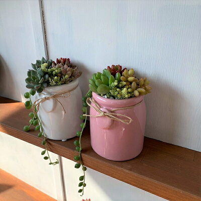 楽天市場 多肉植物 ミルクビン コンポート 大 鉢花 寄せ植え かわいい寄せ植え Apoa