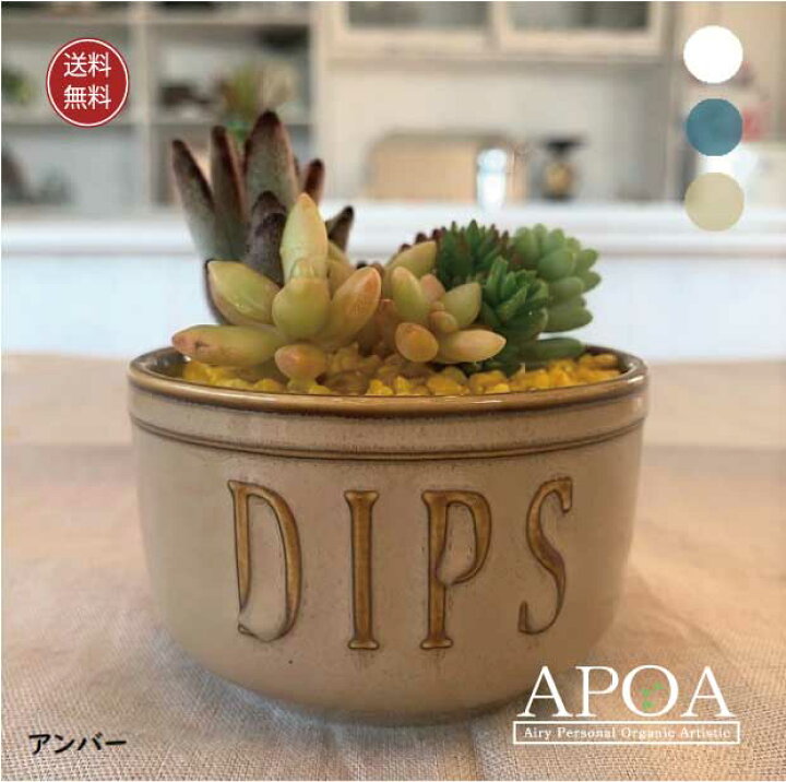 楽天市場 多肉植物 ベジタブル ディップ 鉢花 寄せ植え おしゃれな寄せ植え Apoa