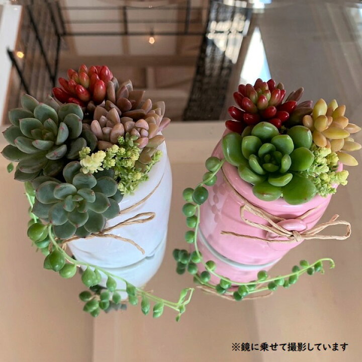 楽天市場】多肉植物 寄せ植え ミルクビン コンポート 大 鉢花 かわいい 