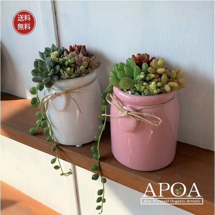 楽天市場 多肉植物 ミルクビン コンポート 大 鉢花 寄せ植え かわいい寄せ植え Apoa
