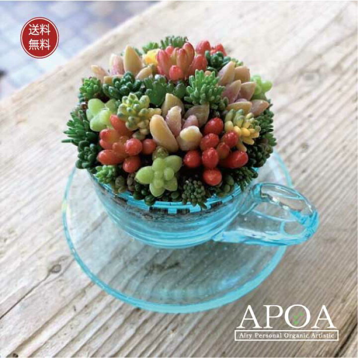楽天市場 多肉植物 丸い カップ ソーサー 小 ガラス ちまちま寄せ 寄せ植え おしゃれな寄せ植え Apoa