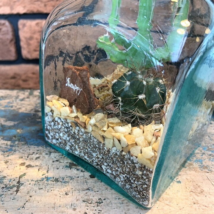 楽天市場 サボテン ガラス テラリウム インテリアグリーン おしゃれな寄せ植え Apoa