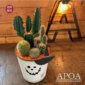 父の日にも ハッピー ハロウィン サボテンの寄せ植え プレゼント 寄せ植え