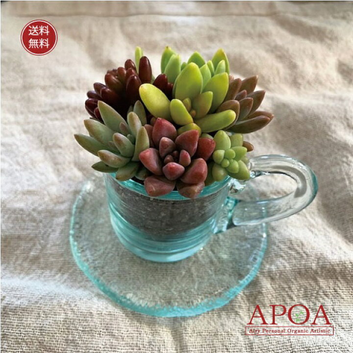 楽天市場 プレゼント 鉢花 多肉植物 ガラス 小 カップ ソーサー ギフト 寄せ植え Apoa