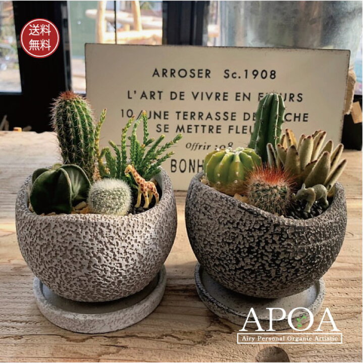 楽天市場 サボテン サファリ ジオラマ2 おしゃれ 寄せ植え プレゼント Apoa