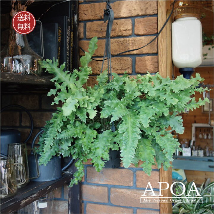 楽天市場 フレボディウム ダバナ シダ植物 観葉植物 5号 レア物 マニア 新品種 Apoa