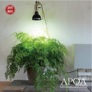 AWA^ @ϗtA  lC 傫 7 O[ uE lCr[