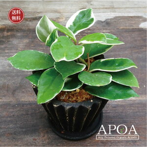 ubNV[Y z Jm[T bvJ[ ϗtA  A 4