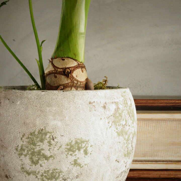 楽天市場】根上がり フィロデンドロン セローム 観葉植物 おしゃれ  