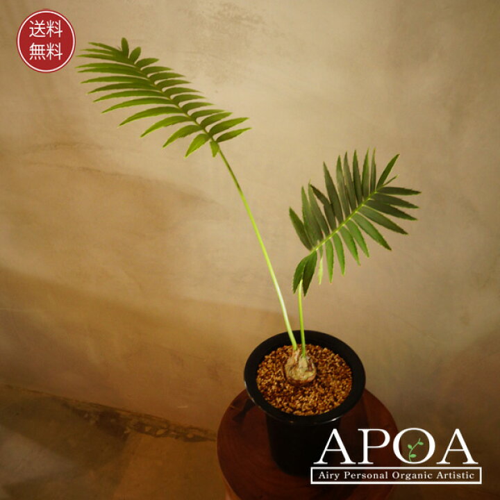 楽天市場】ディオーン スピヌロスム 観葉植物 おしゃれ ソテツ 