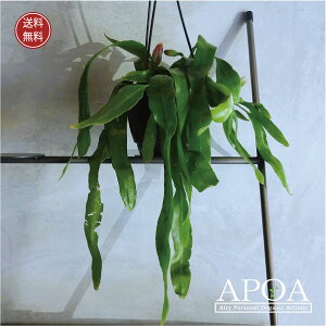 エピフィルム プミラム 姫月下美人 おしゃれな観葉植物 人気 人気 吊り植物 レア