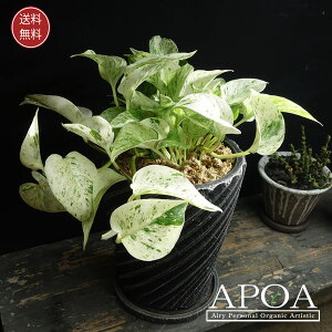 |gX }[uNC[ A ȔA  ϗtA