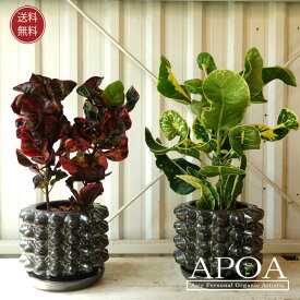 クロトン 観葉植物 人気 トロピカル カラーリーフ おしゃれ