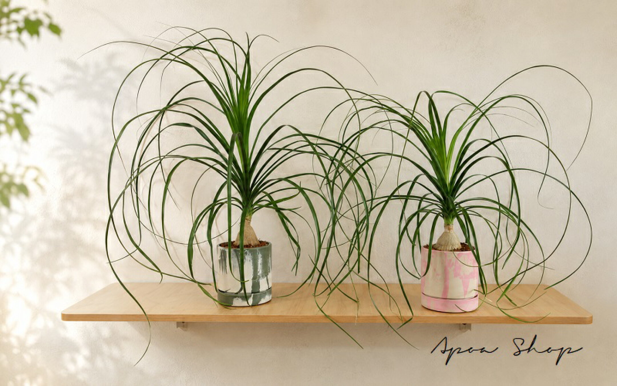 トックリラン　ノリナ　ポニーテール　マーブル鉢　ポップな観葉植物