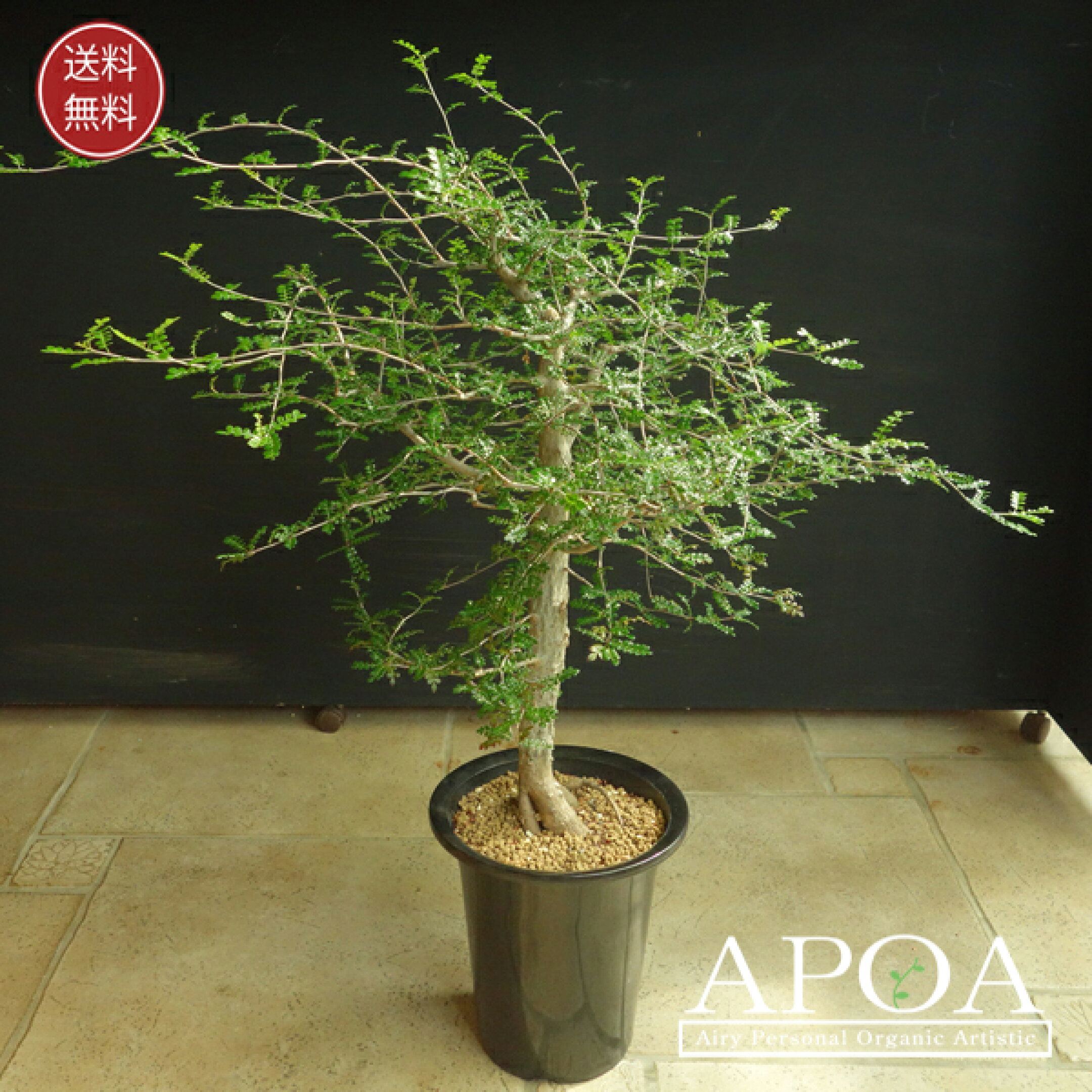 オペルクリカリア デカリー 塊根植物 かっこいい 鉢植え