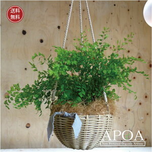 AWA^ @ϗtA  oXPbg JS ݂蔫 lC 킢 6