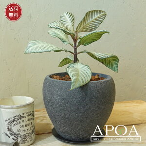 AtFh _jA A 񂹐A [u ϗtA