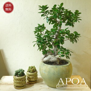 大きな ガジュマル 鉢植え 観葉植物 おしゃれ