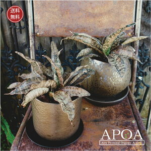 TZxA LL[ Rpg[ ϗtA uY AeB[N  Vv A