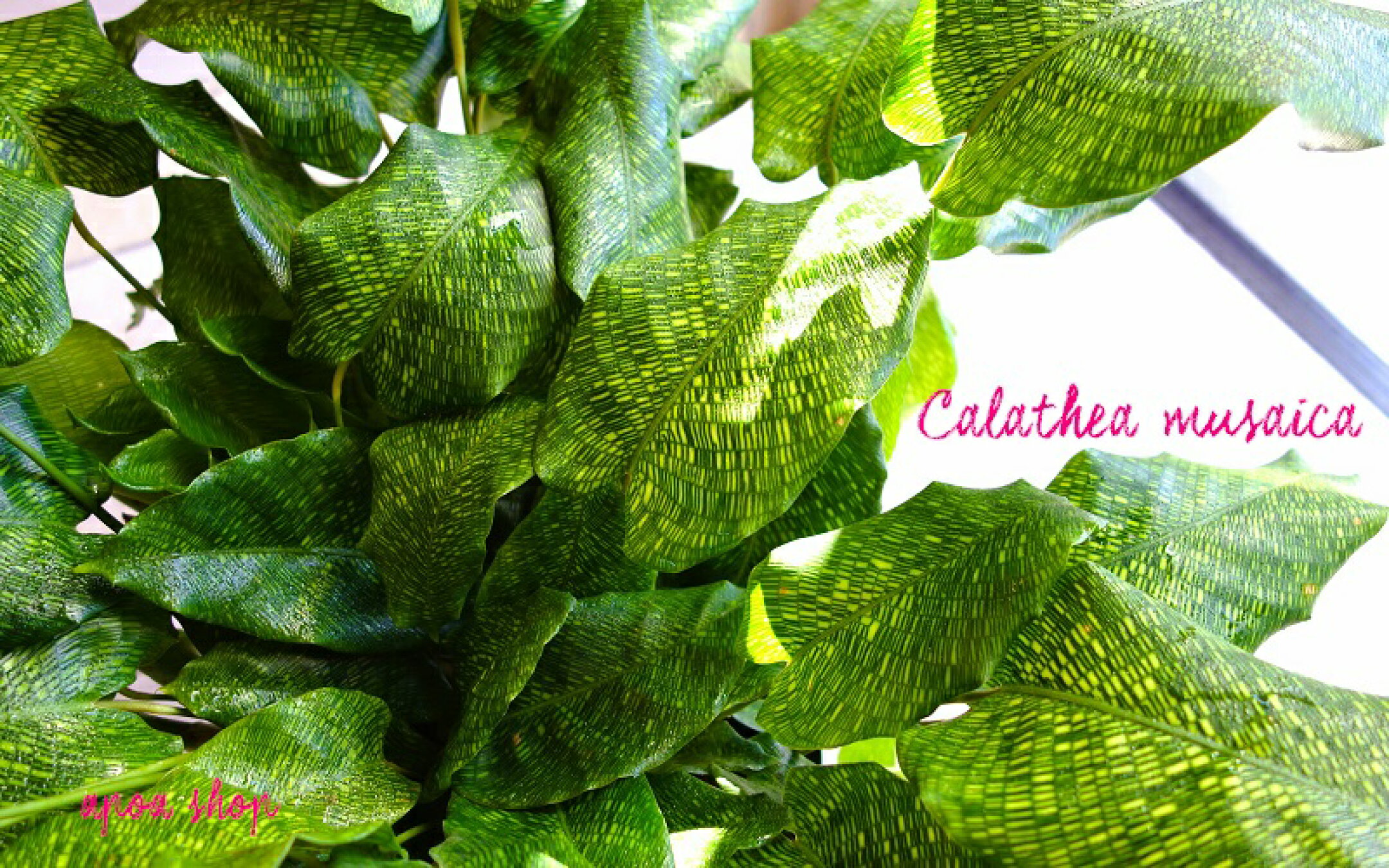 カラテア ムサイカ モザイク  美しい模様です おしゃれ　