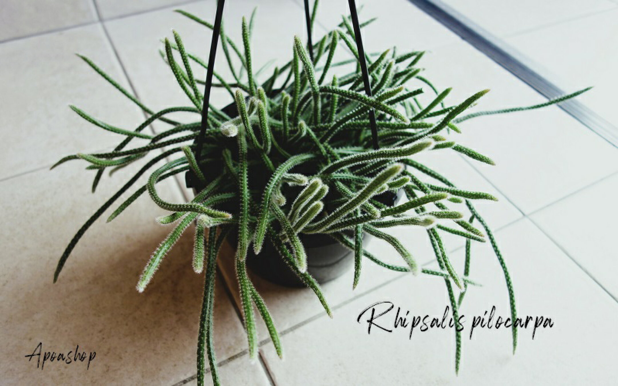 リプサリス ピロカルパ 観葉植物 6号 吊り鉢 おしゃれ