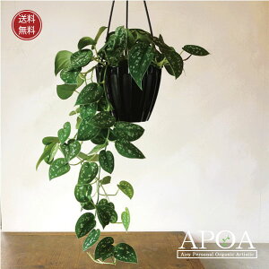 XL_vTX AMEX ϗtA  Vv A