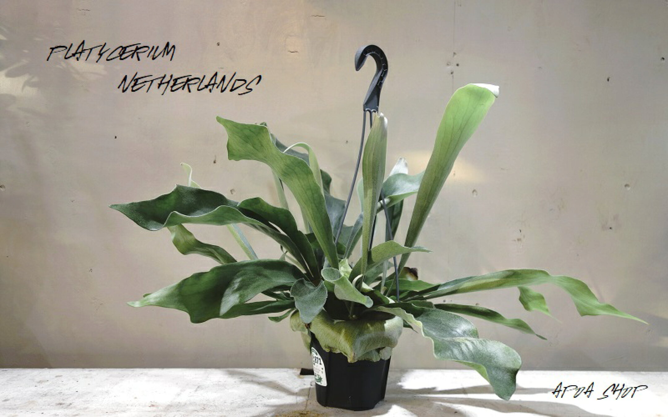 ビカクシダ ネザーランド かっこいい吊り鉢 ハンギング