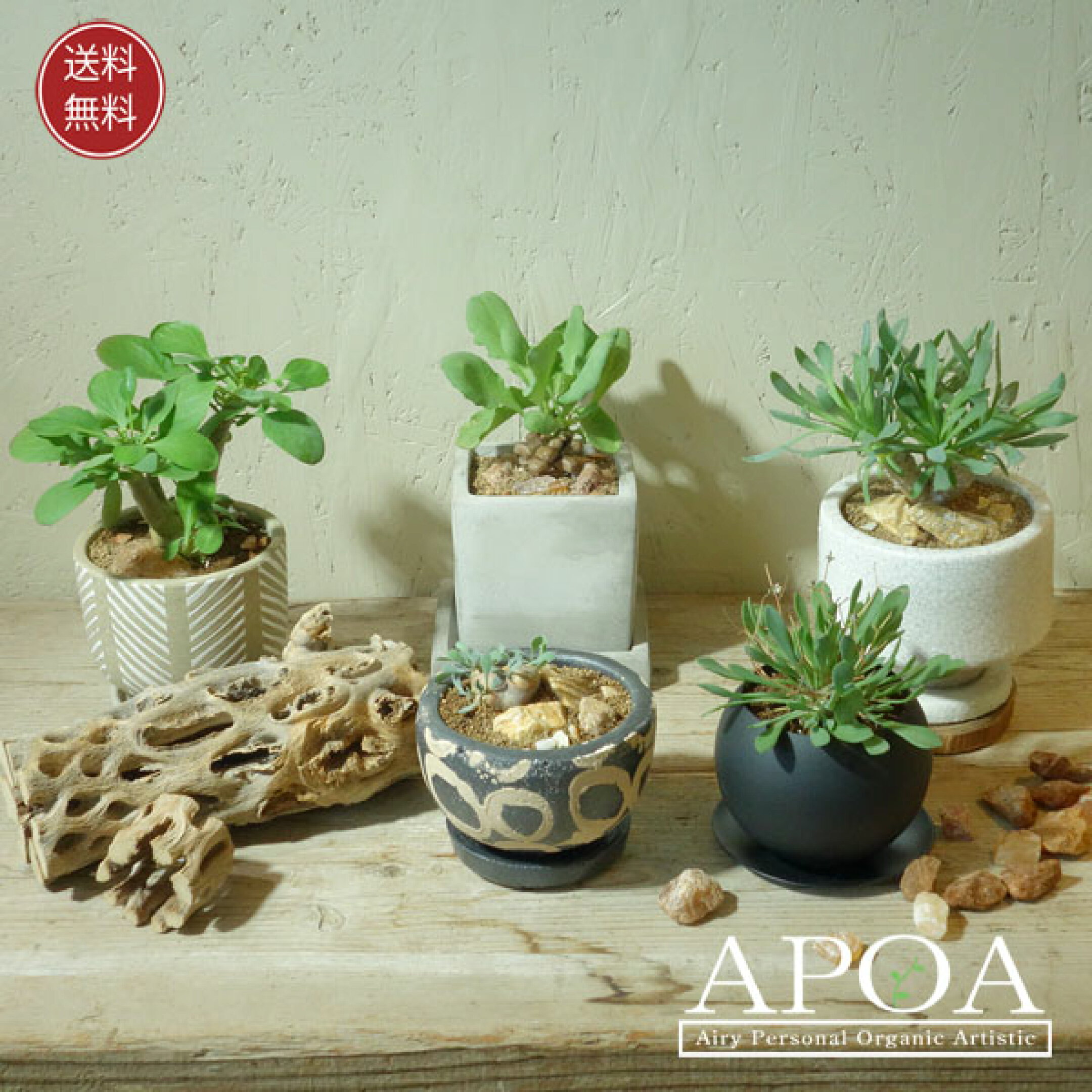 オトンナ 5種 鉢植え 希少品種 レア マニア 観葉植物 おしゃれな鉢植え