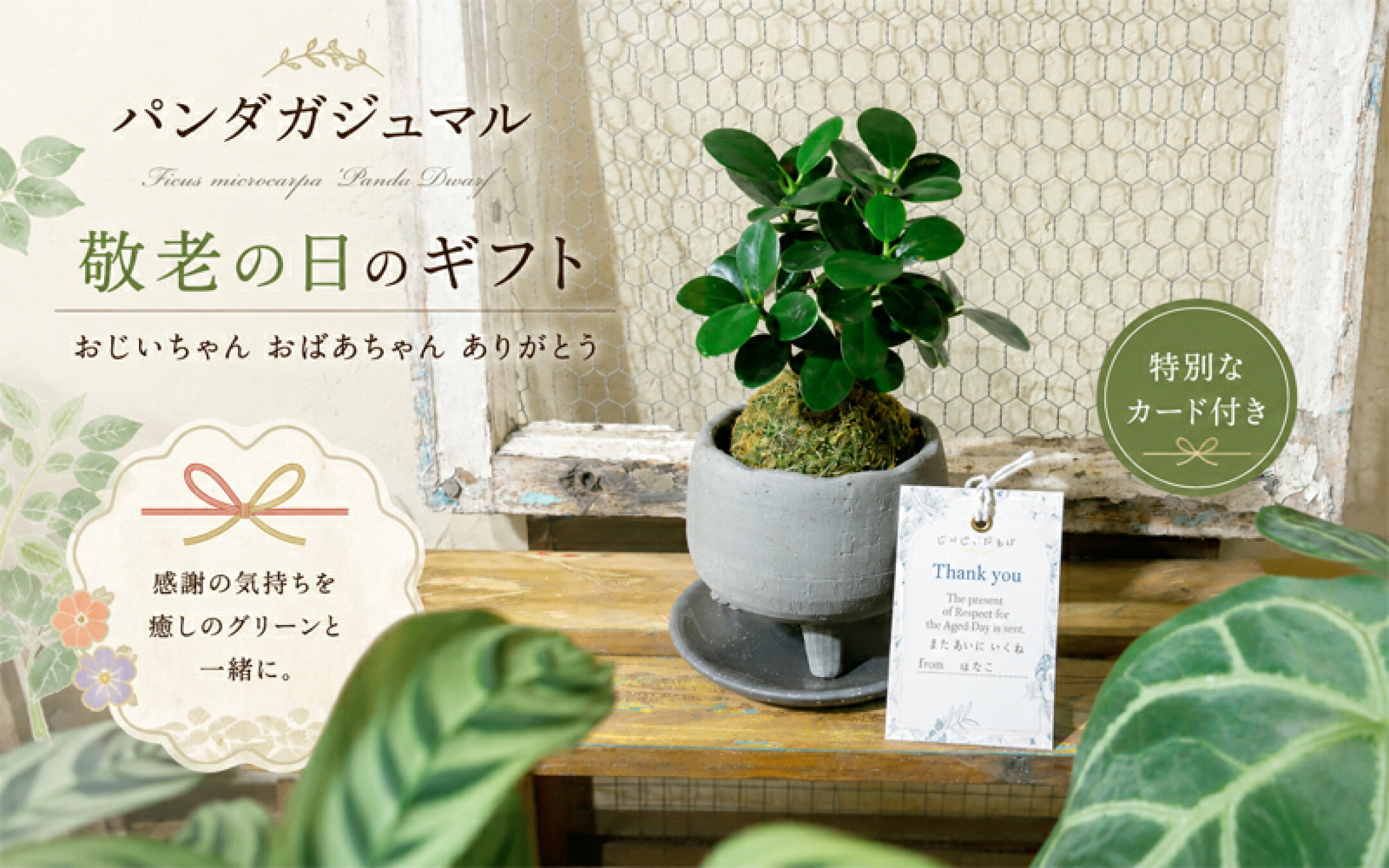 敬老の日 ちいさいガジュマルの苔玉 コパンダガジュマル 観葉植物 おしゃれ ミニ 鉢植え