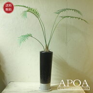 ディオーン スピヌロスム 鉢植え 一点もの 観葉植物 おしゃれ ソテツ メキシコ