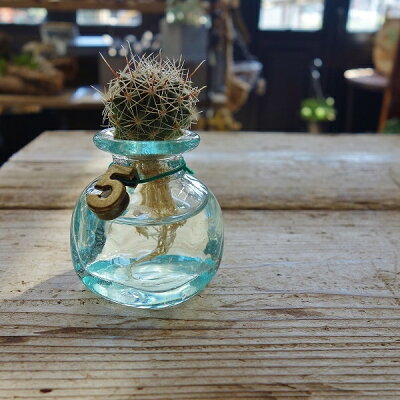 楽天市場 プレゼント サボテンクラゲ スクエアタイプ 単品ガラス職人の手作りグラスにサボテンサボテン 水耕栽培 ガラス ギフト プレゼント バリガラス Apoa 楽天市場 プレゼント サボテンクラゲ スクエアタイプ 単品ガラス職人の手作りグラスにサボテンサボテン 水耕栽培 ガラス ギフト プレゼント バリガラス Apoa
