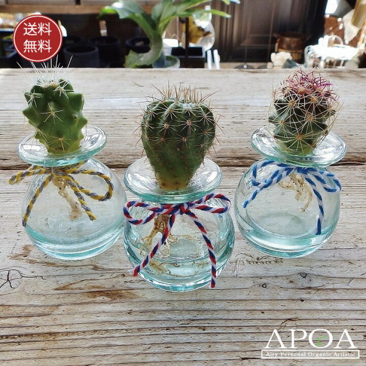 サボテン ガラスの花瓶2セット